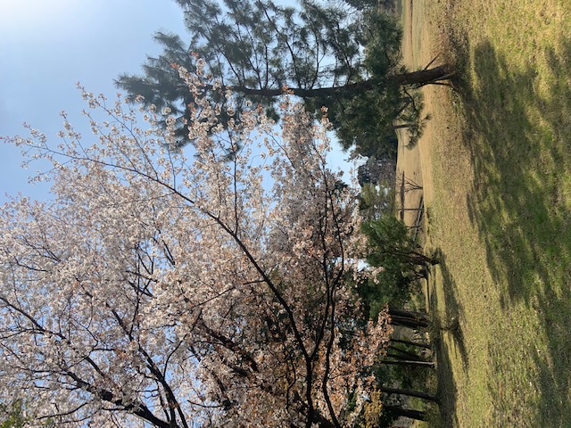 2021年 桜♪