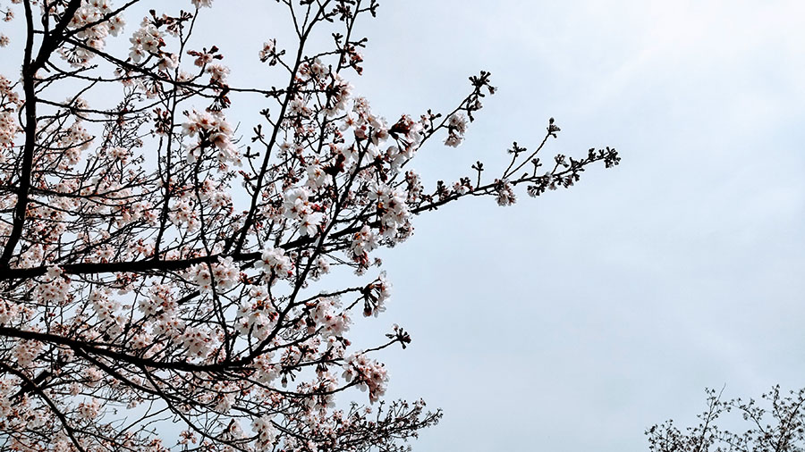 2021年 桜♪